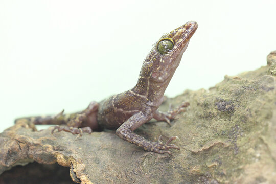 A forest banded gecko is looking for prey on a dry log. The spread of this gecko which has the scientific name Cyrtodactylus consobrinus in the Malaysian Peninsula, Borneo (Sarawak), Indonesia. 