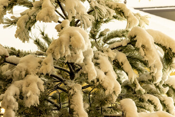 2019 Blizzard Covered Tree