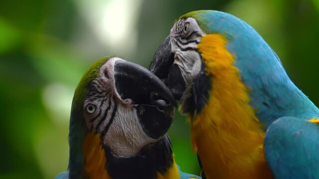 Blue-and-yellow macaws kissing