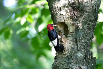 The red-headed woodpecker (Melanerpes erythrocephalus)  bringing food for young  into the nesting cavity