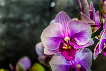 Fototapeta na wymiar Beautiful Orchid flower blooming in black and white