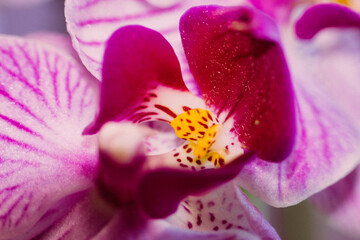 Beautiful Orchid flower blooming