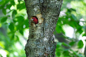 The red-headed woodpecker (Melanerpes erythrocephalus)  bringing food for young  into the nesting cavity