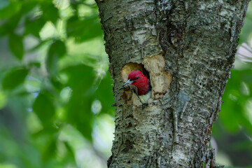 The red-headed woodpecker (Melanerpes erythrocephalus)  bringing food for young  into the nesting cavity