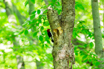 The red-headed woodpecker (Melanerpes erythrocephalus)  bringing food for young  into the nesting cavity