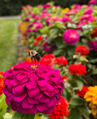 Bumblebee taking flight in a flower garden 