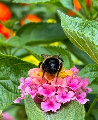 Bottom of a bumble rooting in a flower for pollen