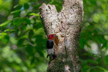 The red-headed woodpecker (Melanerpes erythrocephalus)  bringing food for young  into the nesting cavity