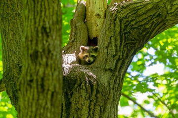 The Raccoon ( Procyon lotor) on a tree in the state park