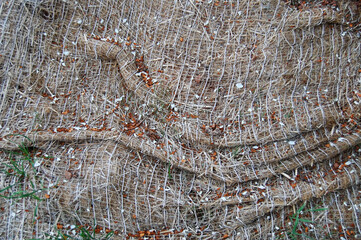Fabric netting over newly planted seeds in red soil to protect erosion and from seeds or news...