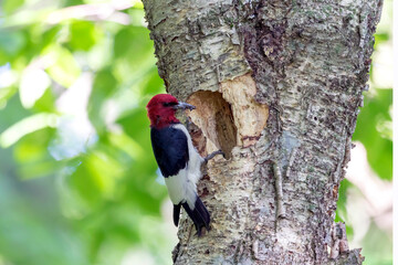 The red-headed woodpecker (Melanerpes erythrocephalus)  bringing food for young  into the nesting cavity - obrazy, fototapety, plakaty