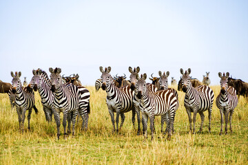 A herd of zebras and wildebeests staring at one point in the African savanna (Masai Mara National...