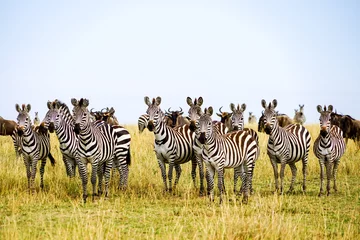 Foto op Canvas A herd of zebras and wildebeests staring at one point in the African savanna (Masai Mara National Reserve, Kenya) © Sona