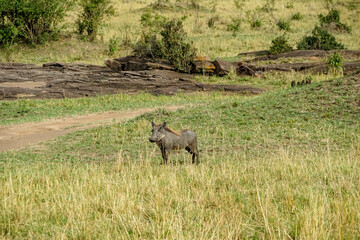 One Common warthog in the African savanna (Masai Mara National Reserve, Kenya)