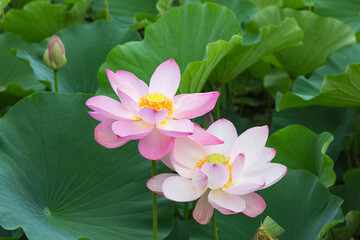 猿賀公園の蓮の花