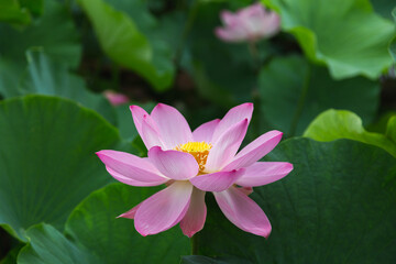 猿賀公園の蓮の花