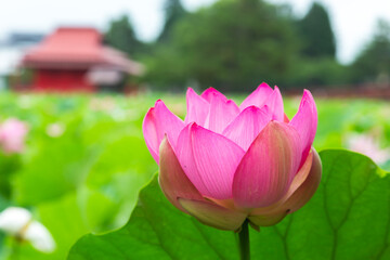 猿賀公園の蓮の花