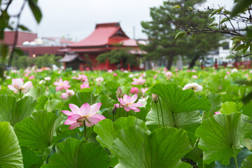 猿賀公園の蓮の花