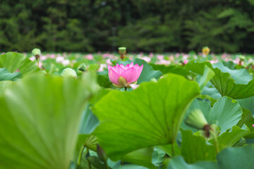 猿賀公園の蓮の花