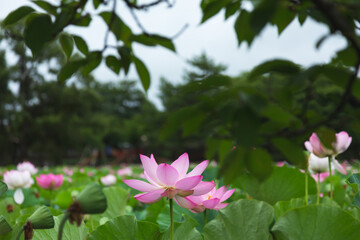猿賀公園の蓮の花