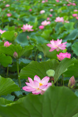 猿賀公園の蓮の花