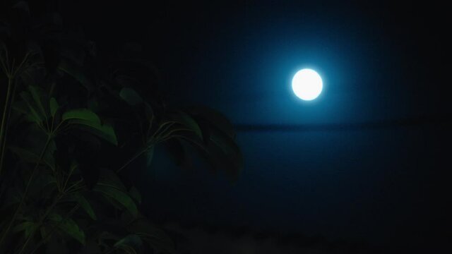 full moon in night sky shining bright on peaceful evening with wind blowing trees lunar phase at midnight 4k footage