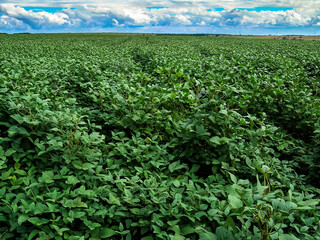 Green soybean field on the brazilian farm