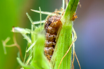 A worm eating plant corn on the field in Brazilian farm