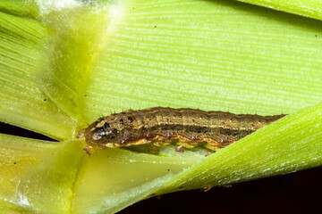 A worm eating plant corn on the field in Brazilian farm