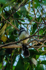 The bird was taking in the evening breeze while perching on a branch