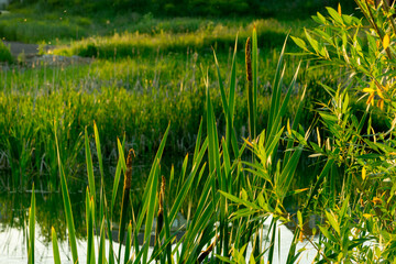 Cattail thickets near the lake on a warm summer evening.