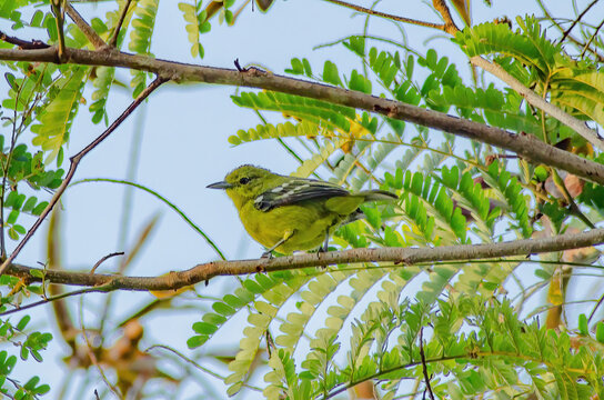 common lora