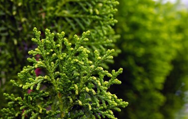 Fototapeta premium Close up of green Arborvitaes (Thuja spp.) leaves, in shallow focus, evergreen members of the cypress family