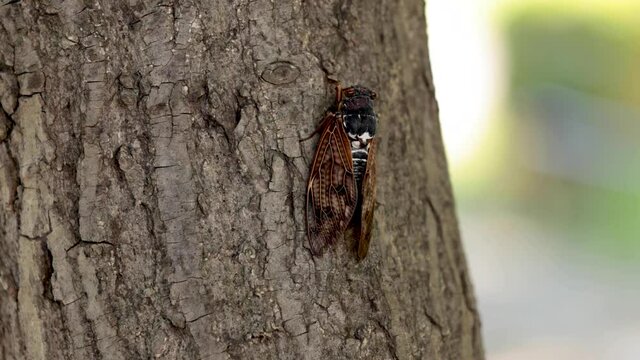 公園の木の幹に止まって鳴くセミとその周囲を歩くアリ