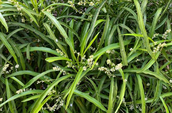 Zodia plants (Evodia suaveolens), a home ornamental plants known as a mosquito repellent plant