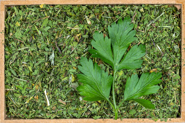 Whole and chopped parsley (Petroselinum crispum) leaves on a wooden background. Photo produced in a studio