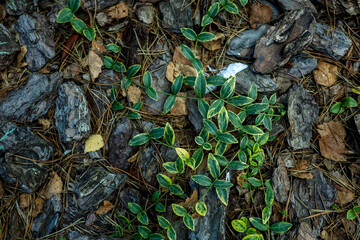 Background, green leaves, pine needles, stones. High quality photo