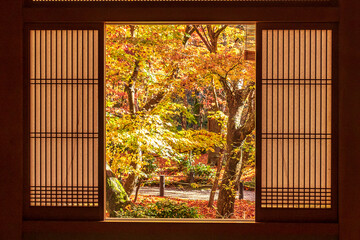 frame between wooden window and beautiful Maple tree in Japanese Garden. Landmark and famous in autumn season