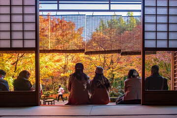 Obraz na płótnie Canvas tourists viewing beautiful Maple leaf in Japanese Garden. Landmark and famous in autumn season