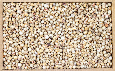 White sorghum (Sorghum bicolor) seeds on a wooden background. Photo produced in a studio