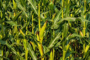 Der Mais steht kurz vor der Ernte