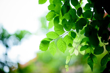 green leaves wall background, leaf wall nature background
