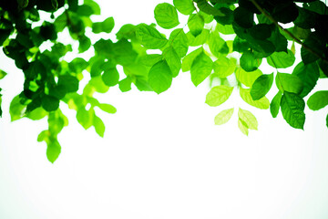 Fototapeta premium green leaves wall background, leaf wall nature background 