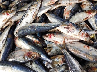 selective focus on sardines (Sardina pilchardus) in the markets