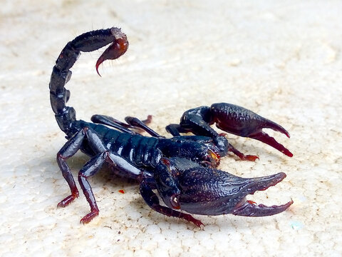black scorpion on a white background