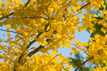 黄色いイチョウの葉と青空
