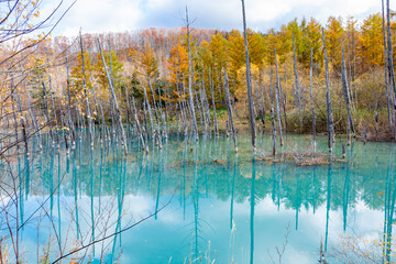 黄葉を映す秋の青い池の水面　美瑛町

