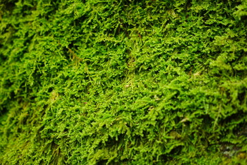 石川県小松市苔の里にある一面のハイゴケ