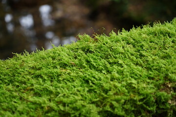 石川県小松市苔の里にある橋の欄干にびっしりついたシノブゴケ