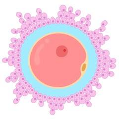 The egg cell, or ovum  is the female reproductive cell.